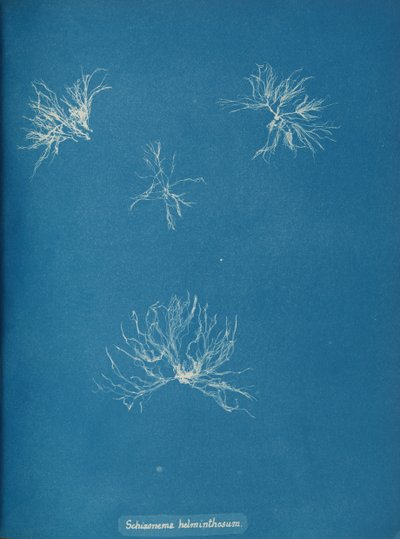 Schizonema helminthosum, ca. 1853. af Anna Atkins