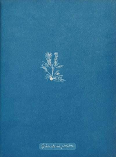 Sphacelaria filicina, ca. 1853. af Anna Atkins
