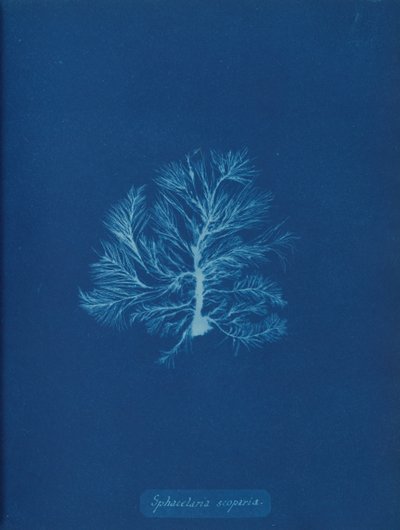 Sphacelaria scoparia, ca. 1853. af Anna Atkins