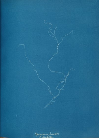 Sporochnius rhizodes ß paracloxa, ca. 1853. af Anna Atkins
