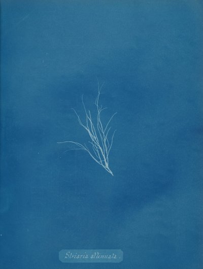 Striaria svækket, ca. 1853. af Anna Atkins