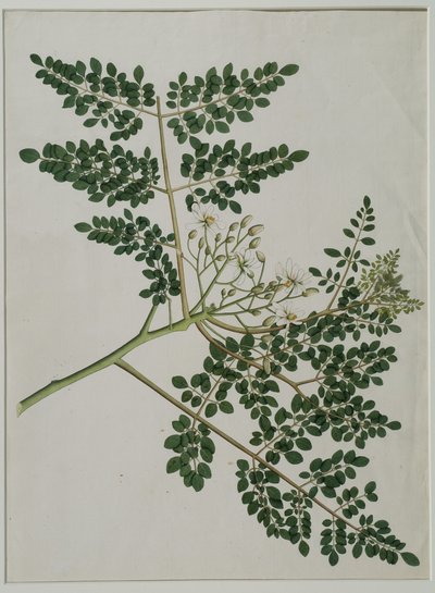 Moringa oleifera, også kaldet peberrodstræ, eller trommestiktræ (akvarel på papir) af Anna Maria Jones