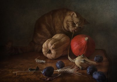Curious Cat Harvest af Anna Petina