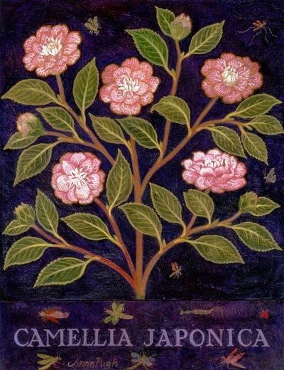 Kamelia af Anna Pugh