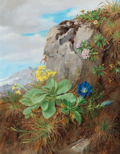 Alpine blomster af Anna Stainer Knittel