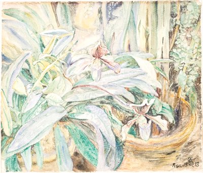 Orkideer, Botanisk Have, Pisa af Anna Syberg