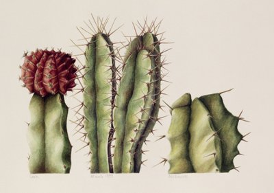 Cacti, 1999 (wc på papir) af Annabel Barrett