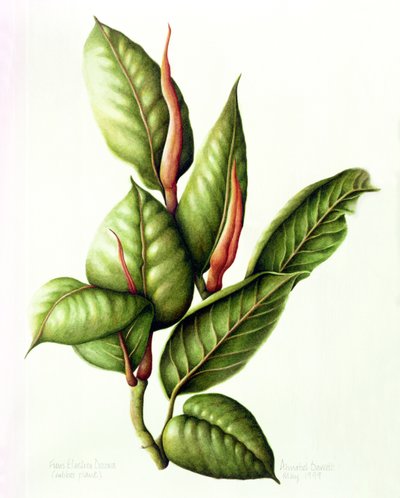 Rubber Plant, 1999 (wc på papir) af Annabel Barrett