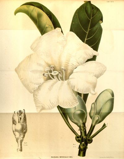 Fagraea imperialis af Annales Musei botanici lugduno batavi