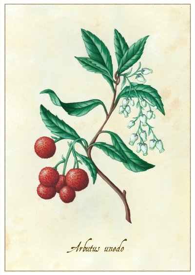 Arbutus unedo, 2015 (gouache) af Annalisa Morrocco