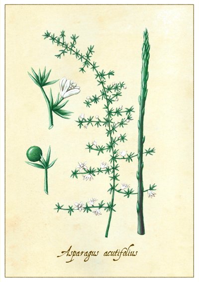 Asparges acutifolius, 2015 (gouache) af Annalisa Morrocco