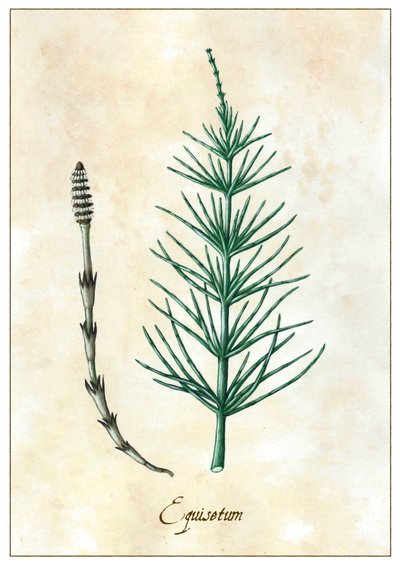 Equisetum, 2015 (gouache) af Annalisa Morrocco