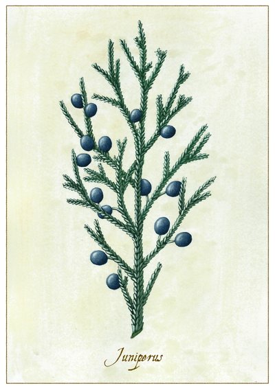 Juniperus, 2015 (gouache) af Annalisa Morrocco
