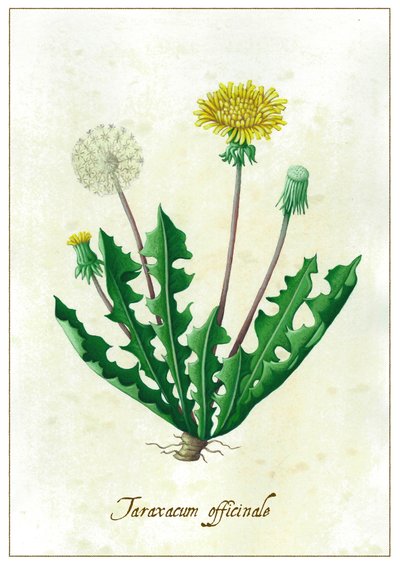 Taraxacum officinale, 2015 (gouache) af Annalisa Morrocco