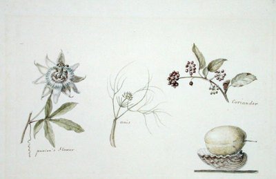 Passionsblomst, anis og koriander af Anne Marguerite Hyde de Neuville