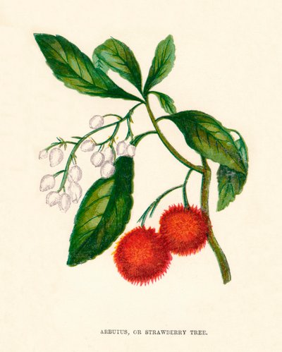 Arbutus eller jordbærtræ, c1891, 1891 af Anne Pratt