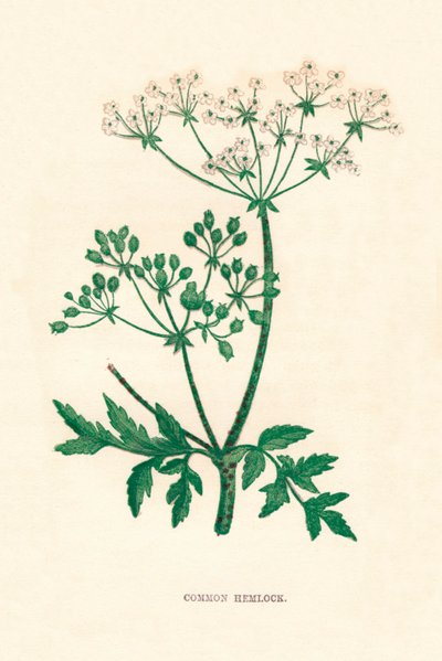 Almindelig hemlock, c1891, 1891 af Anne Pratt
