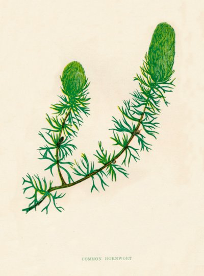 Almindelig hornurt, c1891, 1891 af Anne Pratt