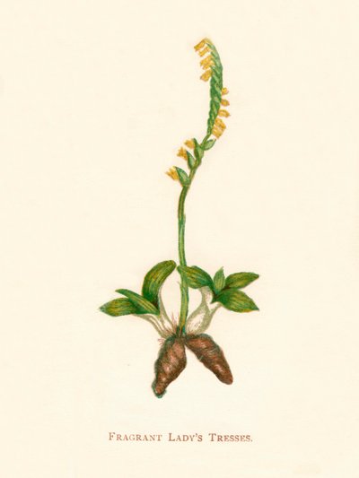 Duftende Ladys Tresses, c1891, 1891 af Anne Pratt