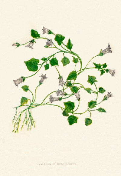 Ivy-Leaved Bellflower, c1891, 1891 af Anne Pratt