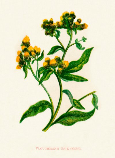 Ploughmans Spikenard, c1891, 1891 af Anne Pratt