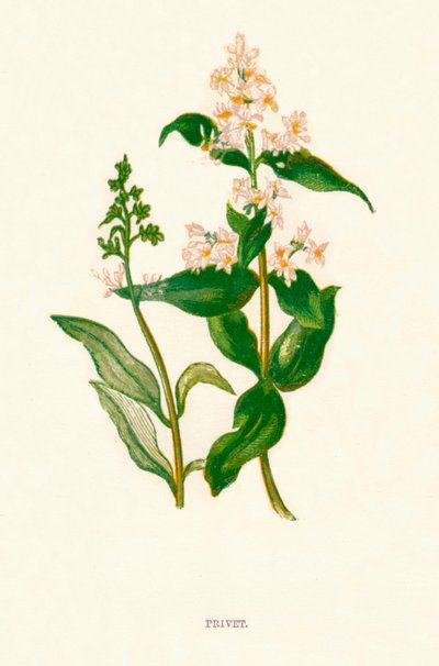 Hej k1891, 1891 af Anne Pratt