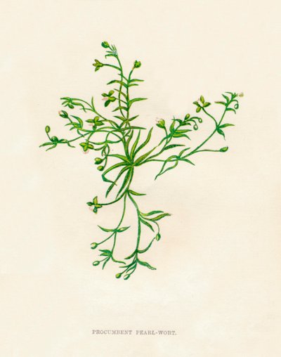 Procumbent Pearl-Wort, c1891, 1891 af Anne Pratt