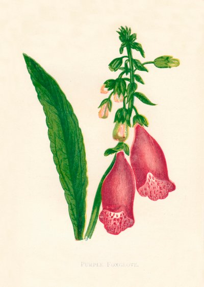 Lilla Foxglove, c1891, 1891. af Anne Pratt