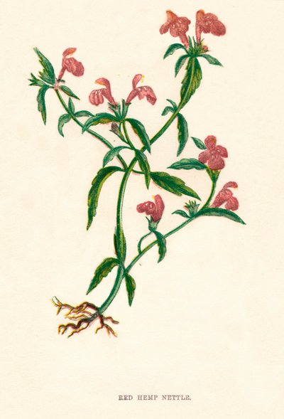 Rød hampenælde, c1891, 1891 af Anne Pratt