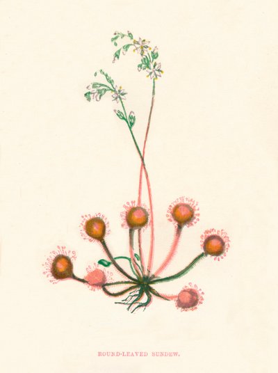 Rundbladet Soldug, c1891, 1891 af Anne Pratt