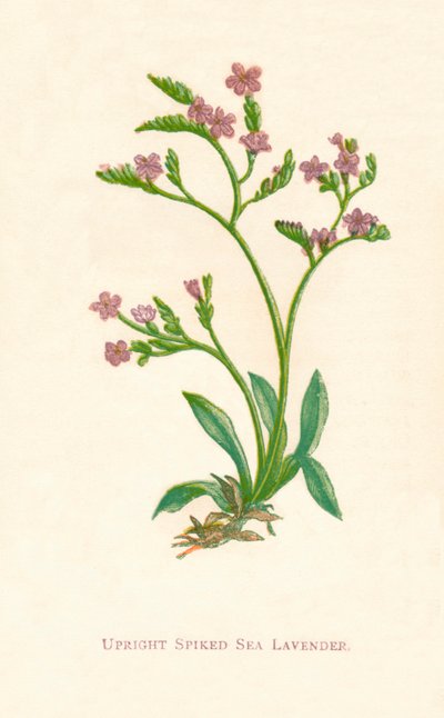 Opretstående piggede havlavendel, c1891, 1891 af Anne Pratt