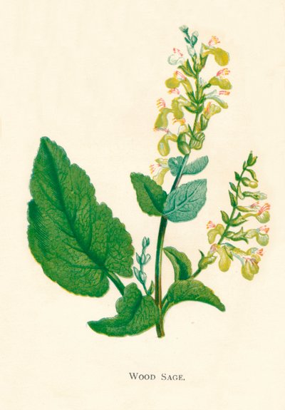 Wood Sage, c1891, 1891 af Anne Pratt