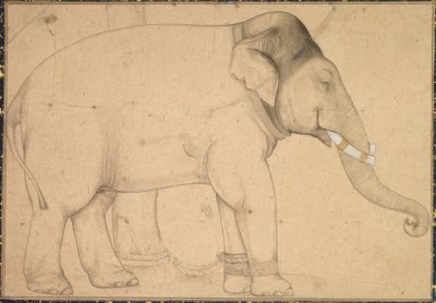 Tegning af en elefant af Anonym