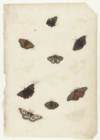 Otte sommerfugle Lombard album (serietitel) af Anonymous