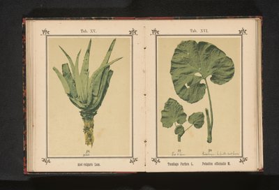 Blad af en følfod og et blad af en ranbur Tussilago Farfara L. Petasites officinalis M. (titel på objekt) af Anonymous