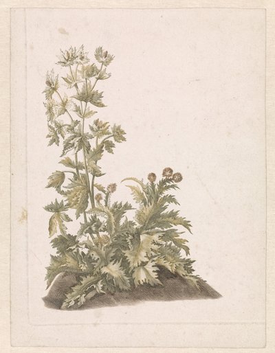 Blomstrende Tidsler af Anonymous