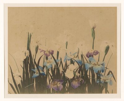 Blomsterstilleben med iris af Anonymous