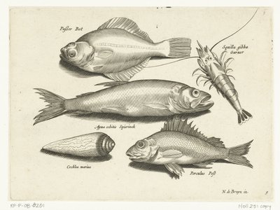 Skrubbe, rejer, smelt og pos Libelivs diverse Genera piscium complectens (serietitel) Ferskvandsfisk, havfisk, frøer, krebsdyr og havdyr (serietitel) af Anonymous