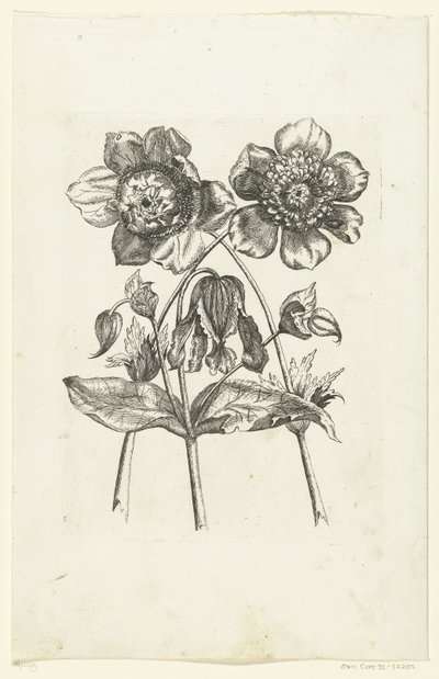 Tre blomster Nye blomsterikoner (serietitel) af Anonymous