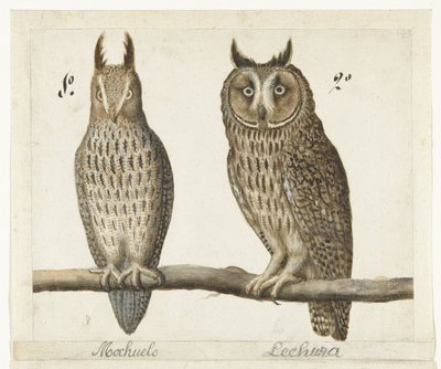 Lille Ugle og Langøret Ugle Mochuelo / Lechuza (titel på objekt) Lombard album (serietitel) af Anonymous