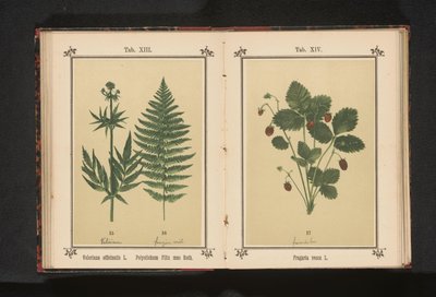 Ægte baldrian og en gren af ​​en hanbregne Valeriana officinalis L. Polystichum Filix mas Roth (titel på objekt) af Anonymous