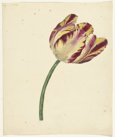 Gul-rød tulipan af Anonymous