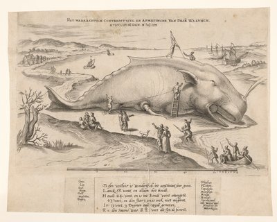 Strandet hval nær Antwerpen, 1577 Waerachtich conterfeytsel og størrelsen af ​​denne[n] hval, ghevanghe[n] den 2. juli 1577 (titel på objektet) af Anonymous