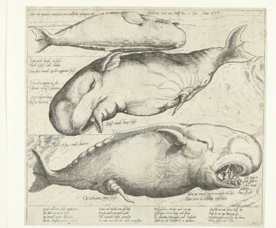Strandet hval nær Antwerpen, 1577 True ung eigentliche contrafactur eines wallfisches gefangen in der scheldt nitt weit von Antorff Am 2. juli. Anno 1577 (titel på objekt) af Anonymous
