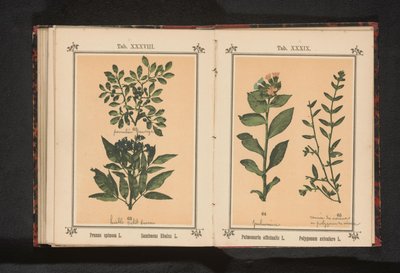Plettet lungeurt og almindeligt grisegræs Pulmonaria officinalis L. Polygonum aviculare L. (titel på objekt) af Anonymous