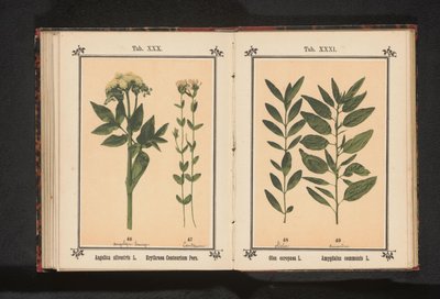 Almindelig angelica og ægte centaury Angelica silvestris L. Erythraea Centaurium Pers (titel på objekt) af Anonymous