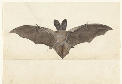 Storøret flagermus Lombard album (serietitel) af Anonymous
