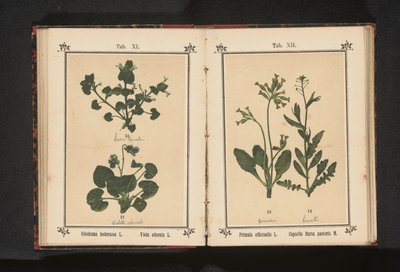 Gylden primula og en hyrdepung Primula officinalis L. Capsella Bursa pastoris M. (titel på objekt) af Anonymous