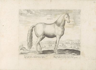 Hengst uit Anatolia Født (titel på objekt) Paardenrassen uit de Koninklijke stallen van Don Juan van Austria (serietitel) Hesten, hvor alle slags adelige: hestes opførsel, der skelnes fra forskellige dele af verden udvalgt (...) (serietitel på o af Anonymous