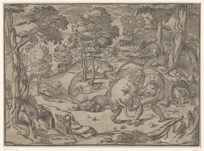 Hercules og Nemean Lion af Anonymous